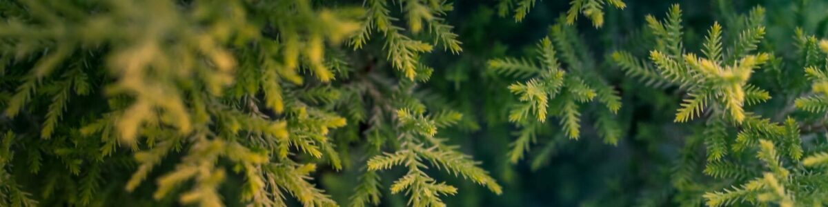 green tree macro photography